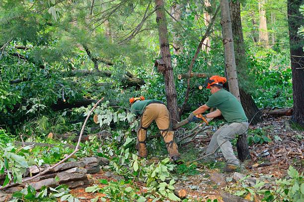 Best Tree Risk Assessment  in Rexburg, ID